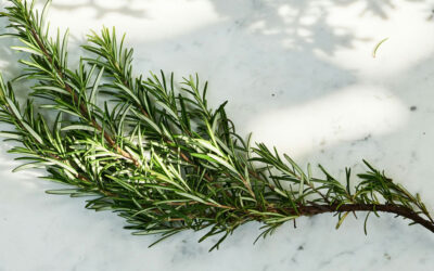 The Power of Rosemary for Healthy Hair: What You Need to Know